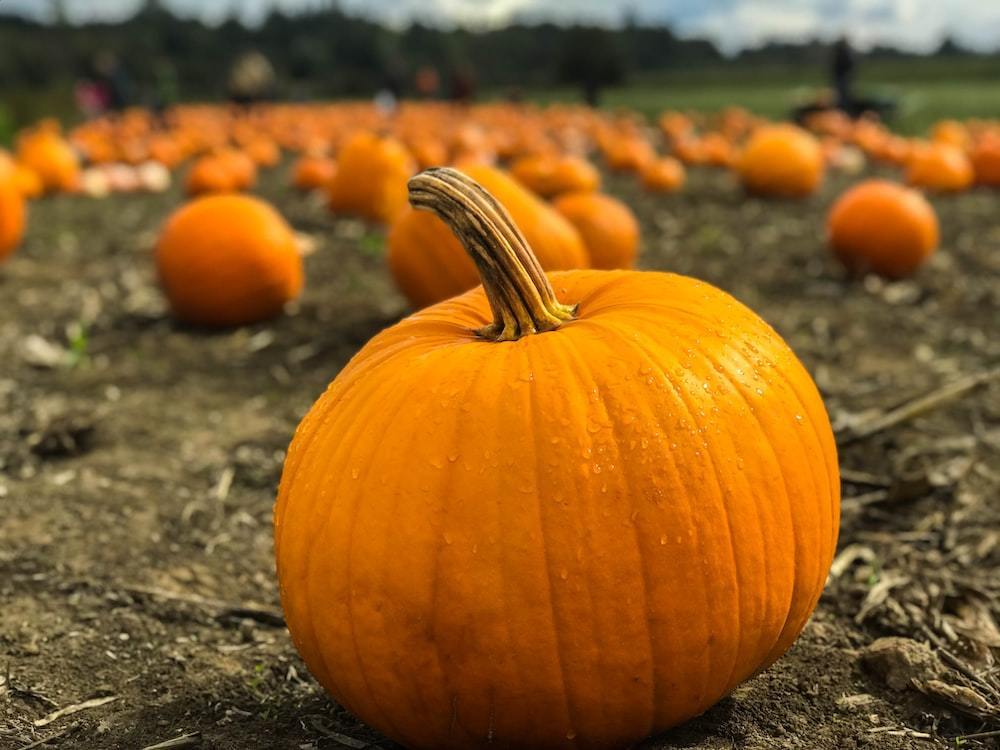Pumpkin in a field