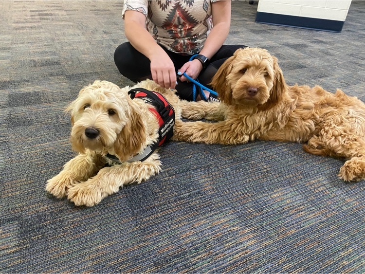 Ruby and Skittles therapy dogs laying down with trainer