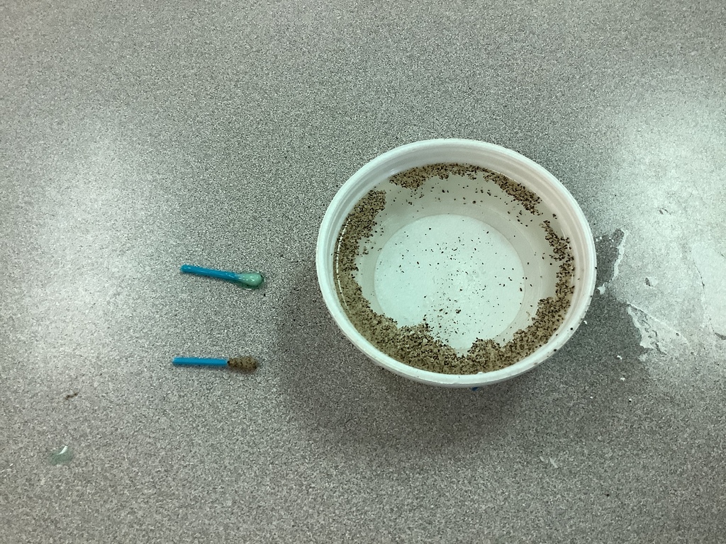Two Q tips sitting next to a bowl.  The bowl has water with pepper floating on top around the edges.  one Q tip has soap and the other has pepper stuck to it.