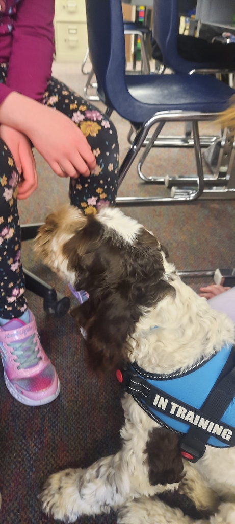 white and brown dog with blue vest getting petted by a young student.