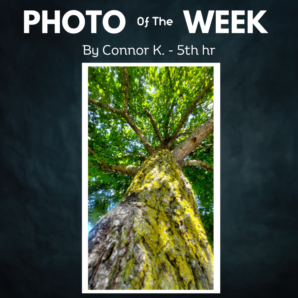 Photo of the week - tree