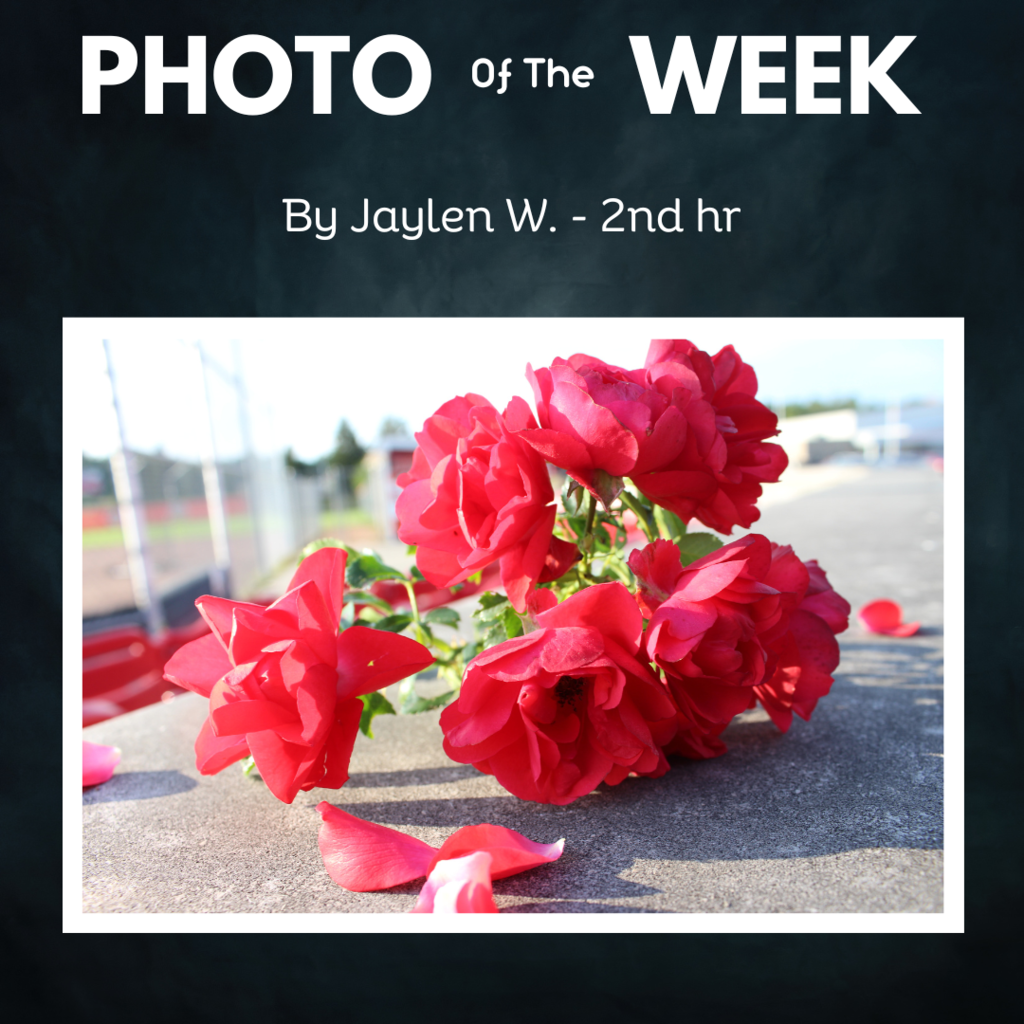 Photo of the week winner red flowers at the stadium
