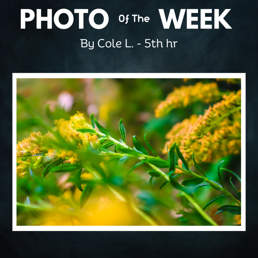 Photo of the week Cole - yellow flowers