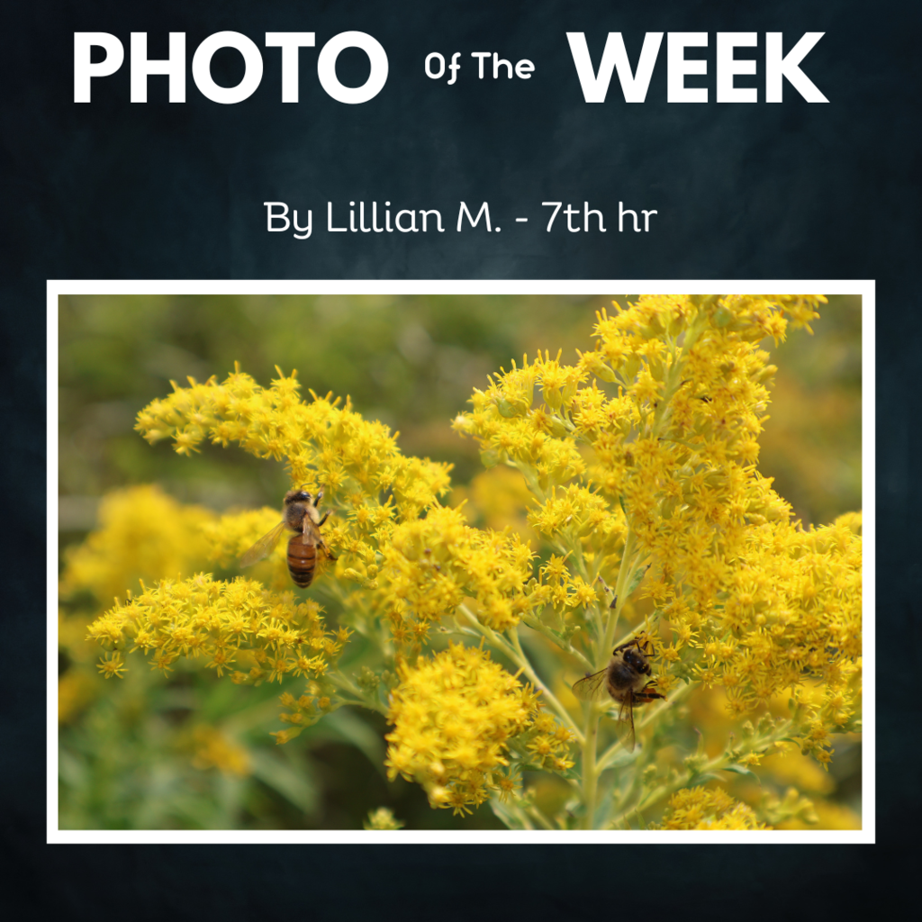 Photo of the Week Lillian yellow flowers with bees